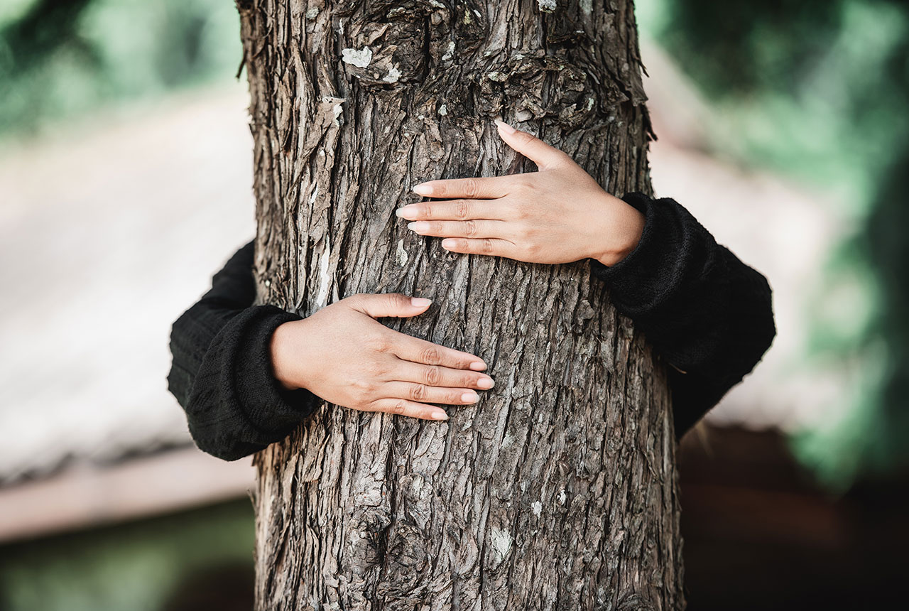 Día del Árbol: ¿por qué los árboles son tan importantes para el planeta? |  Municipio de Santiago Tianguistenco